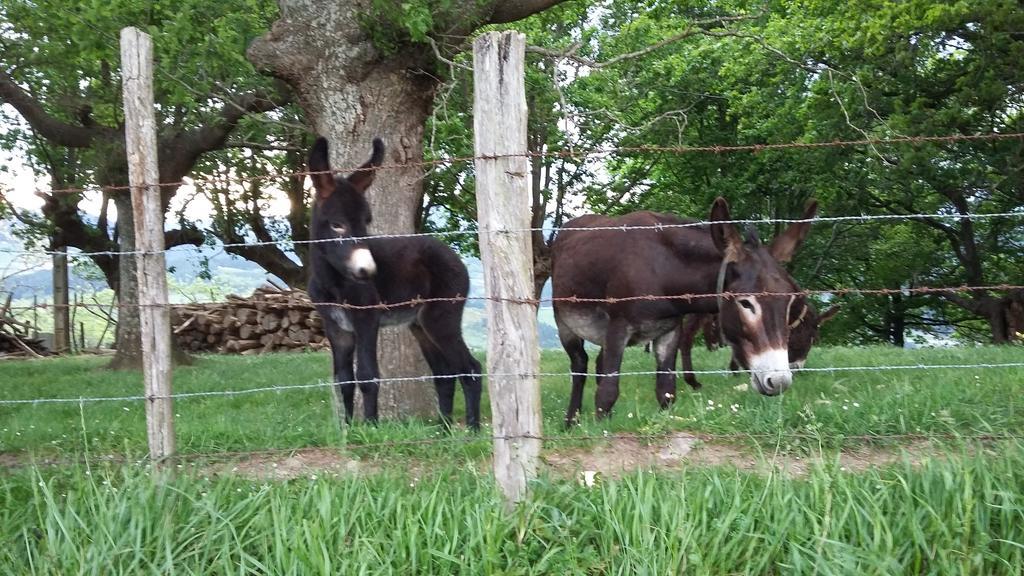 Casa Rural Urkulu Landetxea Arechavaleta Luaran gambar